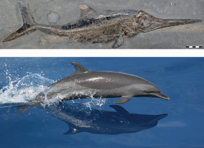 Modern dolphins (below) and extinct marine reptiles called ichthyosaurs (above) descended from distinct terrestrial species, but independently converged on an extremely similar fish-like body plan although they were separated in time by more than 50 million years. (Dolphin image courtesy of NOAA. Ichthyosaur image courtesy of Lindgren et. al, Nature Publishing Group)