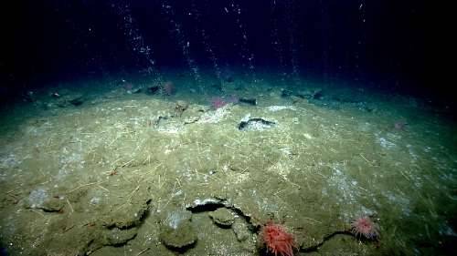 Numerous distinct methane streams emanating from the seafloor at an upper slope (< 500 m water depth) cold seep site offshore Virginia. (Credit NOAA)
