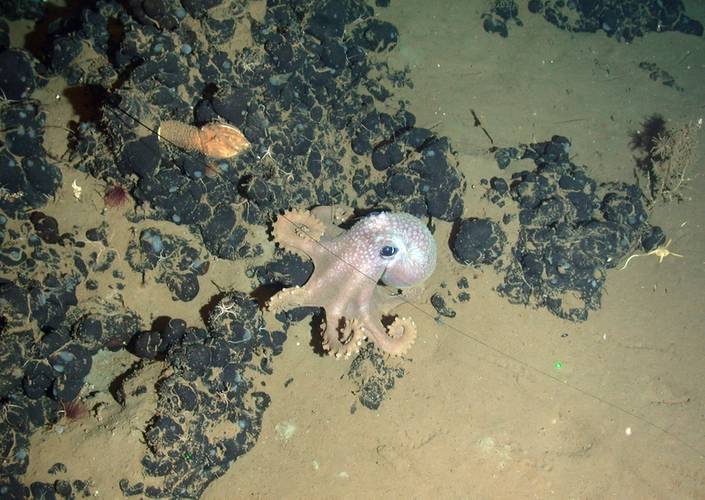 Octopus on an asphalt mound (Photo: NOC)