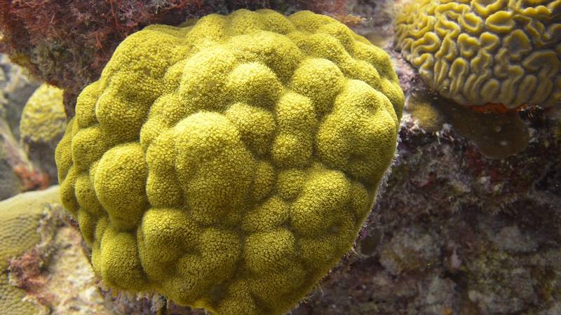 In order to better understand how corals are interacting with microbes in surrounding reef waters, the researchers set up aquaria-based experiments using colonies of the coral P. astreoides. (Photo: Stacy Peltier, Bermuda Institute of Ocean Sciences)