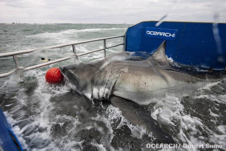 DYT has partnered with OCEARCH to support its study of sharks and other large predators that are essential to the future of the marine ecosystem. (photo credit OCEARCH/R. Snow)
