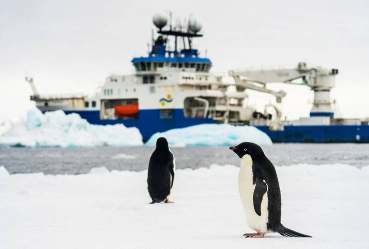 Penguins, Falkor Image Courtesy Schmidt Ocean Institute