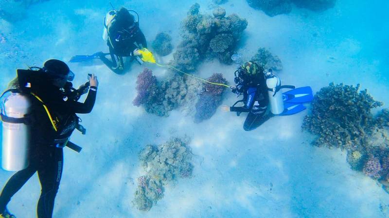 Photo courtesy KAUST