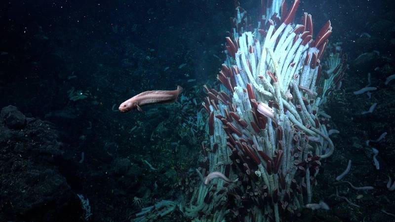 Photo Credit Schmidt Ocean Institute