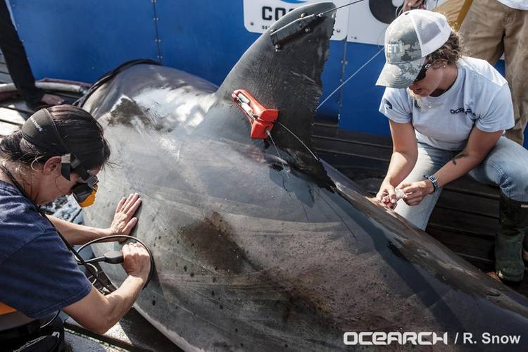 photo credit OCEARCH/R. Snow