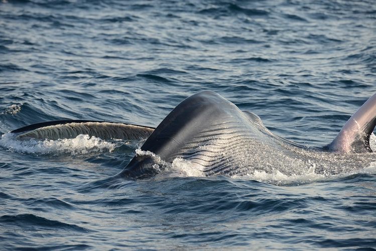 Photo credit: S. Cerchio/Omuraswhale.org