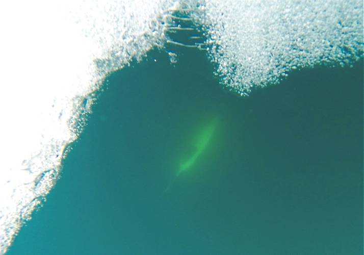 (Photo: Damien Guihen)