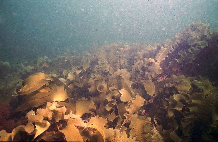 Photo of historical kelp forest bed (before introduction of invasive seaweed). (Photo: Larry Harris/UNH)