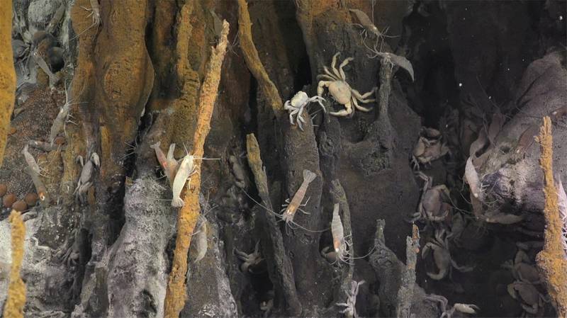 (Photo: Schmidt Ocean Institute)