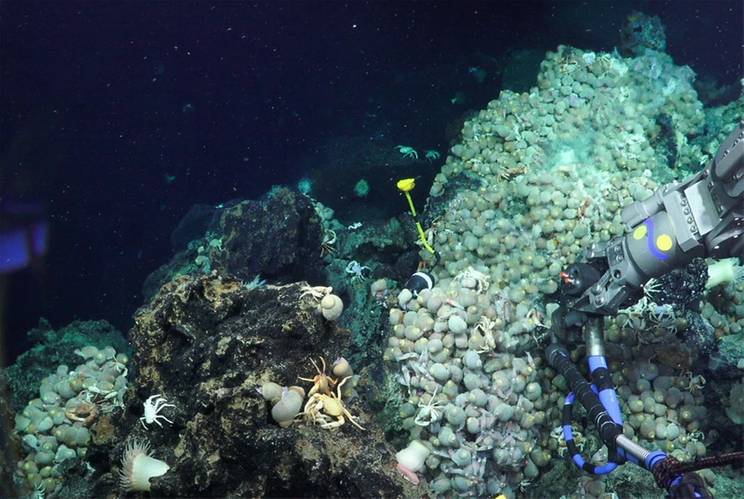 (Photo: Schmidt Ocean Institute)