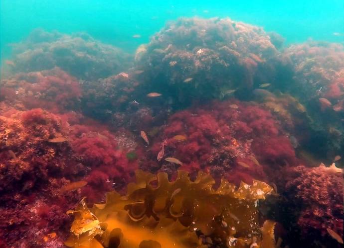 Photo of what seaweed community looks like after introduction of invasive seaweed (Dasysiphonia japonica) (Photo: Kristen Mello/UNH)