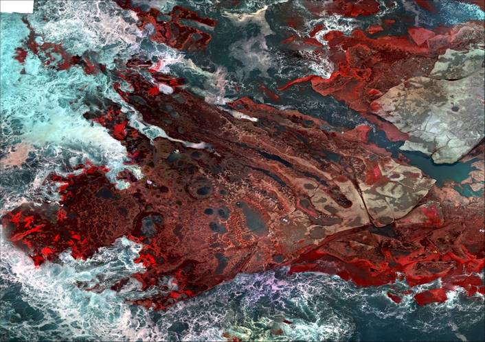 Bull kelp plants are revealed in bright scarlet, other seaweeds (fleshy red algae and coralline) are light pink and mussel patches are distinguished by dark brown or black shadows. ©NIWA
