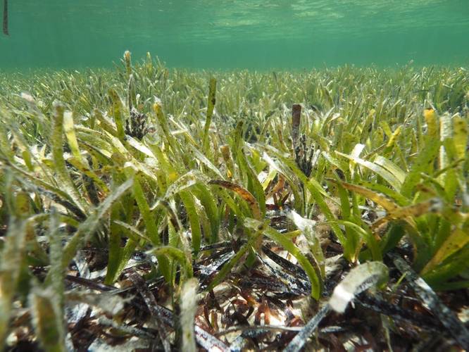 Posidonia australis seagrass meadow in Shark Bay. Photo by Sahira Bell, PhD graduate from UWA.