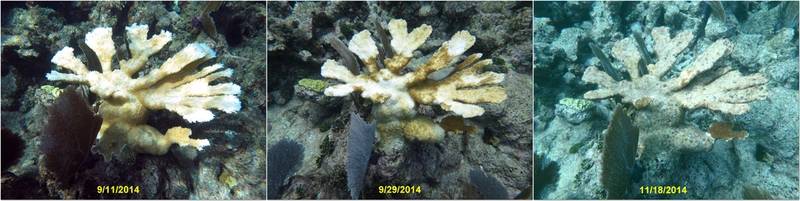 The progressive effects of bleaching on a once healthy elkhorn coral (Acropora palmata) during a recent bleaching event in Florida. (Credit: NOAA)