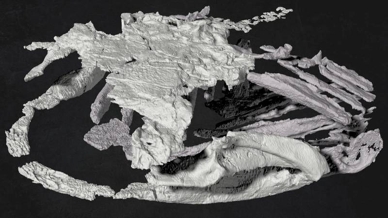 3-D reconstruction of the jaws, gill arches and braincase of Gladbachus adentatus (Credit: Michael Coates and Kristen Tietjen, University of Chicago)