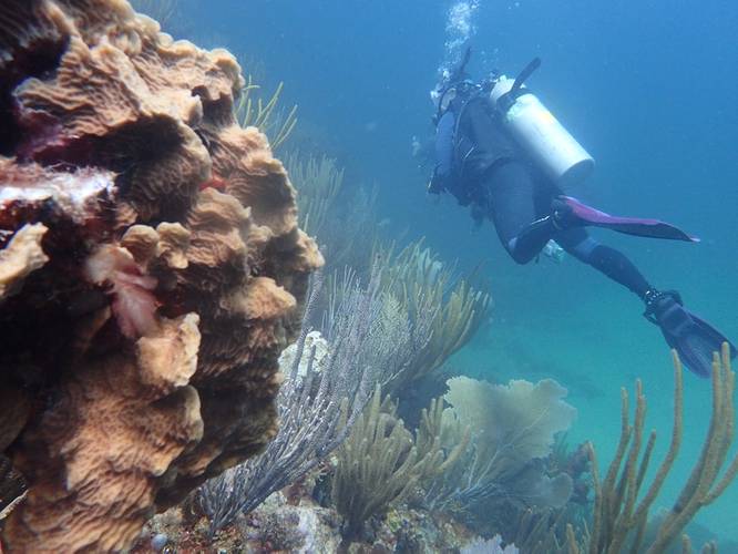 A NOAA researcher swims past coral while collecting data in the U.S. Caribbean. (Credit: NOAA)