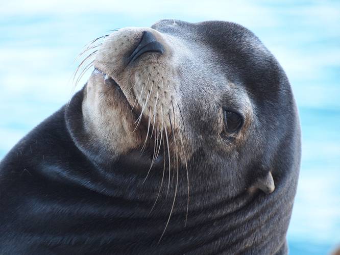 A sea lion bull rests on a Pacific platform offshore California (Photo by Greg Sanders, BOEM)