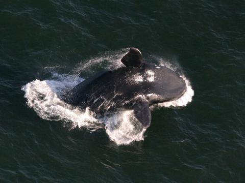 A right whale breaching (Credit: NOAA-NEFSC/Christin Khan)