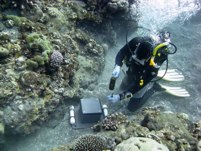 Russell Reardon pounds stakes into the substrate to secure an Autonomous Reef Monitoring Structure (ARMS) in place. They are retrieved after three years. (Photo: NOAA Fisheries/Steve McKagan).