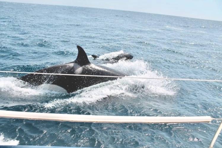 Sailors say a pod of nine orcas rammed their boat and bit their keel for more than an hour in late July in the Strait of Gibraltar off the coast of Spain. (Submitted by Victoria Morris )