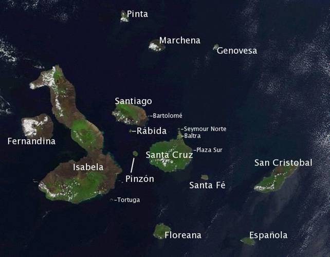 A satellite image of the Galapagos Islands in 2002. Almost all of the Galapagos Penguins live along the western coasts of Isabela and Fernandina and two–thirds of the birds reside along the southwestern bulge of Isabela. (Image: NASA)
