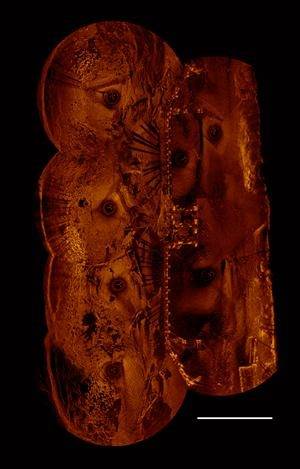 A scanning sonar mosaic of the Georgiana Slough Bridge surveys using 1.1. MHz. (Photo: Kongsberg Mesotech)
