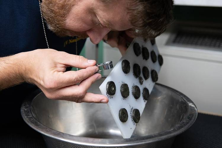 NASA scientist Dr. Marc Fries examines early sample returns attached to a magnetic board. (Photo: Susan Poulton/OET)