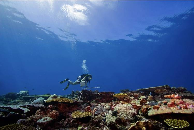 A scientist surveys a coral reef on the Khaled bin Sultan Living Ocean Foundation's Global Reef Expedition. Copyright KSLOF/Ken Marks