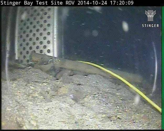 Screengrab from the Stinger live feed (Photo: Bjarte Langeland / Stinger)