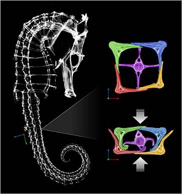 Seahorses get their exceptional flexibility from the structure of their bony plates, which form its armor. The plates slide past each other. Here the seahorse’s skeleton, as well as the bony plates, are shown though a micro CT-scan of the animal.