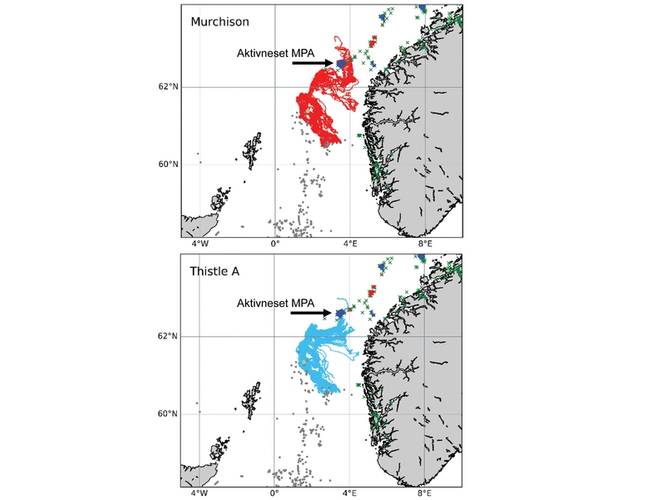 Simulations run by the INSITE Phase 1 project “ANChor” show the oceanic pathways that protected corals of Lophelia pertusa from the Thistle A and the (now derogated) Murchison platforms may follow, including some of which end up settling in Norway’s Aktivneset marine protected area. Image from the INSITE Phase 1 ANChor project.
