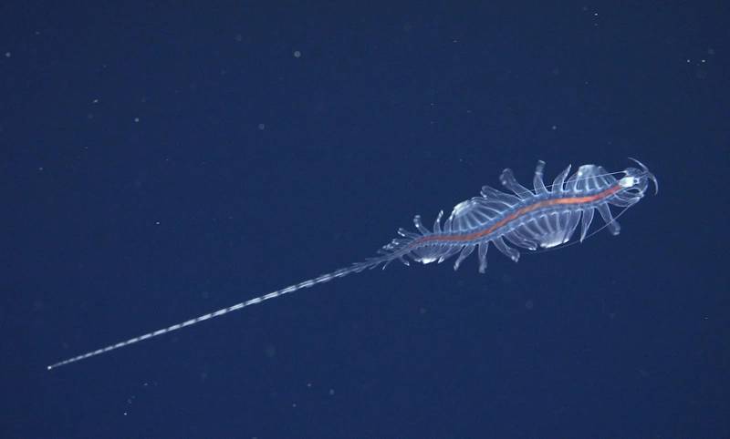 This is a new species from the genus Tomopteris, commonly known as gossamer worms. The expedition science team tested new technology that provides scientists with new, non-invasive ways to study these remarkable animals. Credit: ROV SuBastian / Schmidt Ocean Institute

