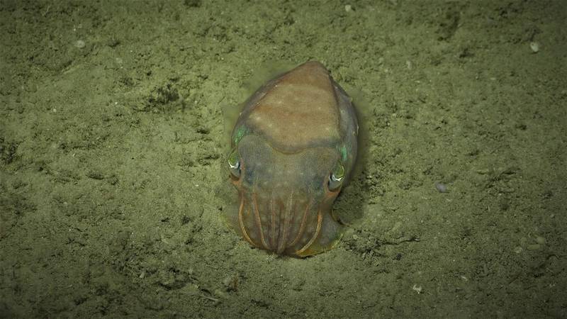 Species highlights from new coral reef found in GBR  - cuttlefish. Credit: Schmidt Ocean Institute