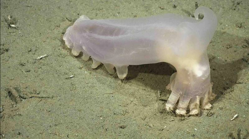 A standout discovery of the workshop, this striking deep-sea holothurian (sea cucumber) was named “Loki” for its prominent horned appendages, reminiscent of the god in Norse mythology. Captured in high-definition in-situ video and images on the seafloor of the Mar del Plata Submarine Canyon, it represents one of up to 10 new holothurian species uncovered during the Argentina workshop. Credit: ROV SuBastian / Schmidt Ocean Institute