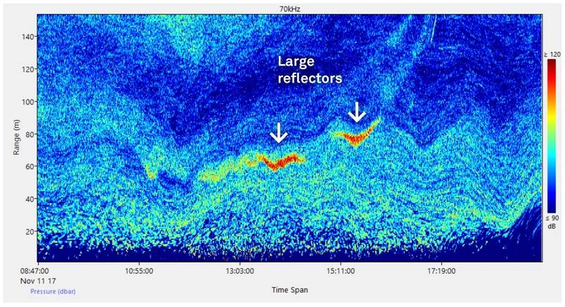 Strong reflectors showing denser concentration of plankton and/or fish. (Image: Nortek)