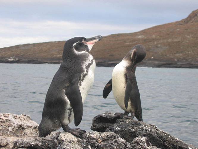 A new study compared sea surface temperatures with endangered Galapagos Penguin population counts and found that the penguin population doubled while waters cooled around their nesting islands. (Courtesy of Snowmanradio/Flickr)