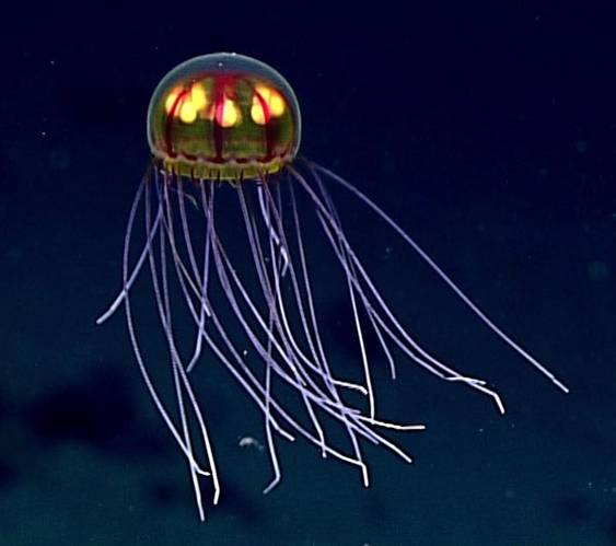 This stunningly beautiful jellyfish was seen in the Marianas Trench Marine National Monument while exploring the informally named “Enigma Seamount” at a depth of about 3,700 meters. Scientists identified this hydromedusa as belonging to the genus Crossota. (Credit: NOAA)