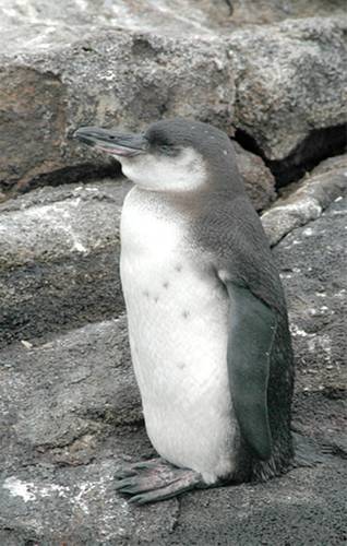 As surface waters cool in historically warmer parts of the Galapagos Islands, the Galapagos Penguins, the rarest penguin in the world, may be able to expand into more habitable breeding sites. (Courtesy of Aquaimages)