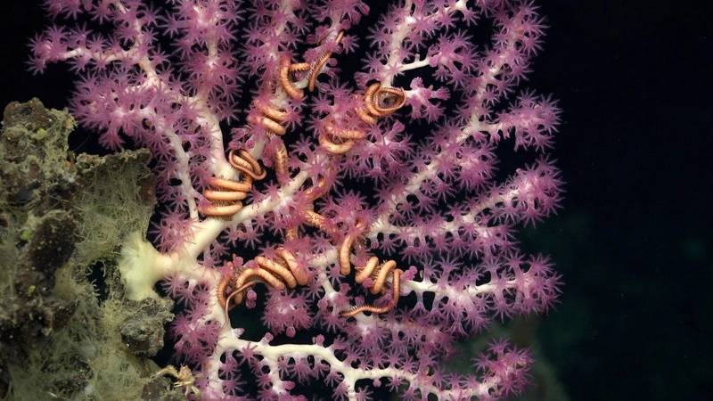 Symbiotic brittle stars cling to a deep-sea coral off the coast of Trinidad and Tobago. A research team led by marine biologist Dr. Diva Amon (SpeSeas), composed largely of Trinbagonian scientists, surveyed the island nation’s deep-water territory to document rare ecosystems and guide local conservation efforts. © ROV SuBastian / Schmidt Ocean Institute
