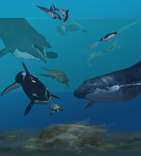 These marine tetrapods represent a diverse group of living and extinct species of mammals, reptiles, amphibians and birds that all play—or played—a critical role as large ocean predators in marine ecosystems. (Artwork by Karen Carr)