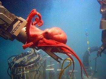 This octopod, Benthoctopus sp., seemed quite interested in the deep submergence vehicle Alvin’s port manipulator arm. Those inside the sub were surprised by the octopod’s inquisitive behavior. Image courtesy of Bruce Strickrott, Expedition to the Deep Slope.