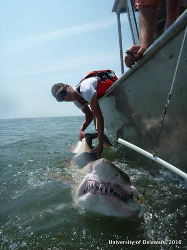 Sand Tiger sharks congregate together in the shallow waters of the Delaware Bay in summertime. Researchers at the University of Delaware in Lewes use acoustic tags to track the movements of individual Sand Tigers in the open ocean throughout the rest of the year. (Credit: Danielle Haulsee)