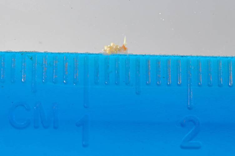 A tiny nudibranch (Cuthona sp.) from an ARMS, perched on a ruler revealing it is less than 3 mm long. (Photo: NOAA Fisheries/Evan Barba)