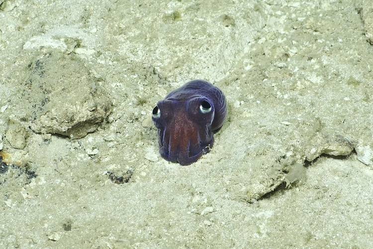 An unidentified cephalopod (most likely a sepiolid, aka Bobtail squid) is documented at 1800m deep by remotely operated vehicle (ROV) SuBastian off the coast of Puerto Rico. The area hosts several cephalopod species, but experts do not think this organism matches any of these known species very well. Photo Credit/Provider ROV SuBastian / Schmidt Ocean Institute