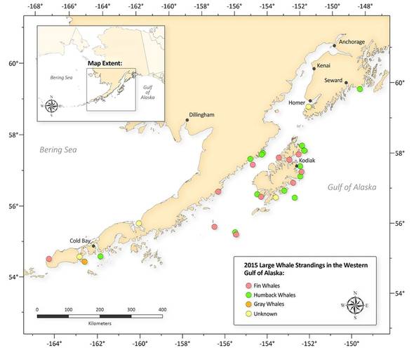Map of unusual mortality event. Credit: NOAA