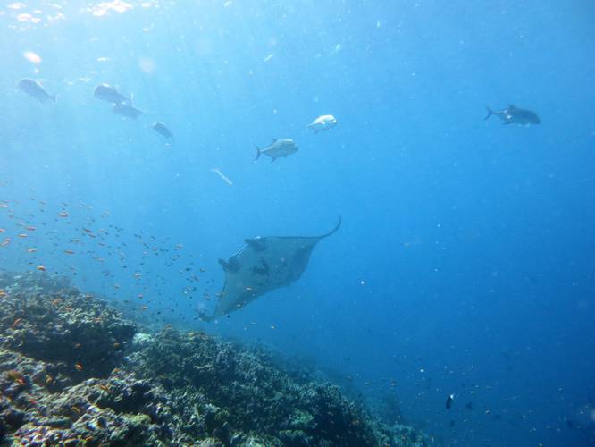 Vibrant reef at Howland Island in 2015, before the period of abnormally high sea surface temperatures. Our upcoming surveys will be the first chance scientists have had to evaluate potential impacts of this event. (Photo: NOAA Fisheries/Brett Schumacher)