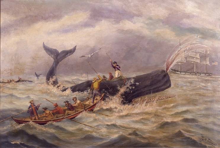 Whaling Painting: This mid-19th century painting depicts the dangers of whaling. As a whaler strikes a final blow, his whaling ship stands by in the distance to receive and process the whale into oil. Image courtesy of the New Bedford Whaling Museum Library and Archives