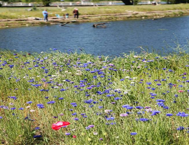 White Lake Causeway after restoration shows healthy wildlife and new recreational opportunities. (Photo: EPA)