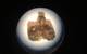 Another "fusion crust" fragment retrieved from Olympic Coast National Marine Sanctuary is believed to be a piece of meteorite exterior that melted as it entered Earth's atmosphere. (Photo: Susan Poulton/OET)