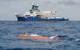 The Autonomous Underwater Vehicle (AUV) The Childlike Empress, cruising alongside Research Vessel Falkor (too), before diving thousands of meters below the ocean’s surface on a mapping mission. The science team used shipboard sonar to map the region, followed by The Childlike Empress AUV to generate high-resolution maps and collect environmental data in the target area. These maps allowed scientists to pinpoint precise coordinates for SuBastian deployment, leading to the discovery of two new act
